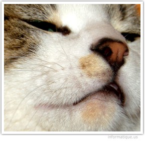Image de chat