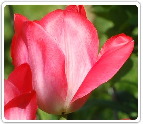 Image de la fleur tulipe