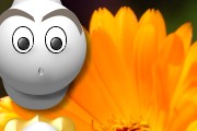 Un personnage et une fleur orange