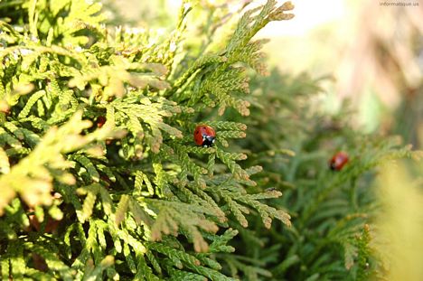 fond ecran coccinelle