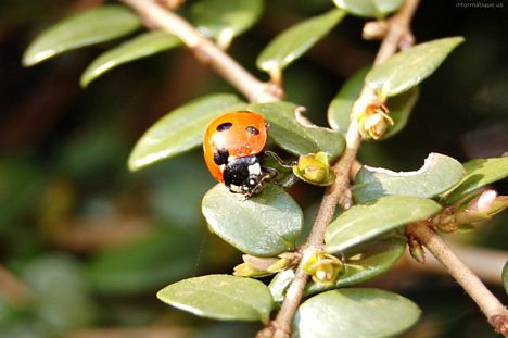 La coccinelle