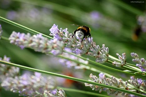 Fond ecran de bourdon