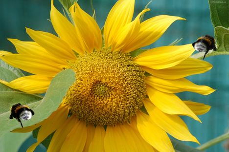 Image fond ecran bourdon sur un tournesol