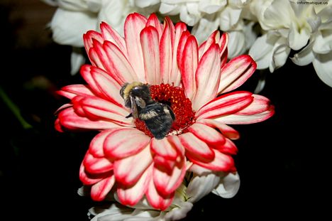 Bourdon sur une fleur