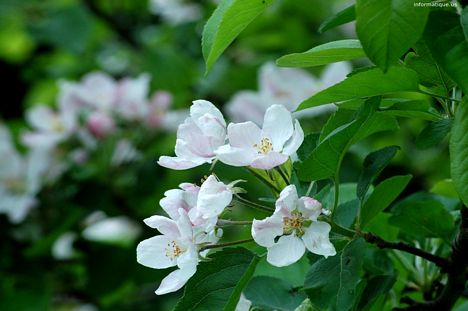 Photo fleur de la cerise