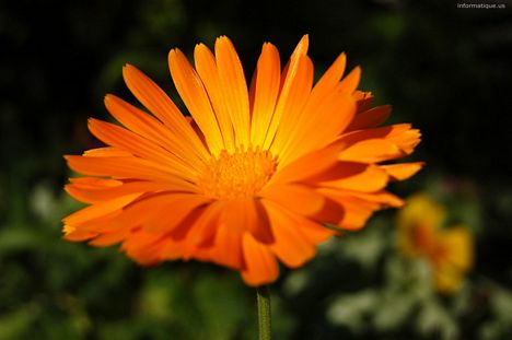 la fleur du jardin