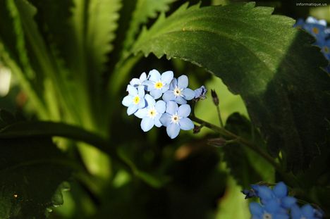 Fleur bleue