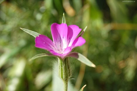 Fleur violette