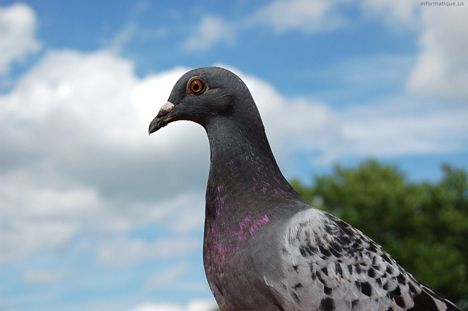 image de pigeon