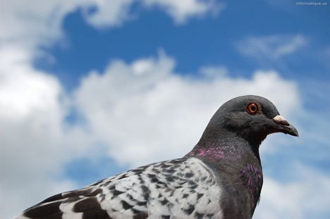 Pigeon voyageur