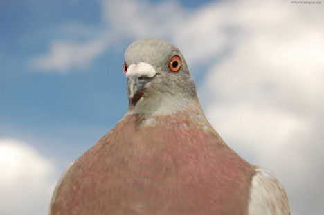 fond ecran pigeon