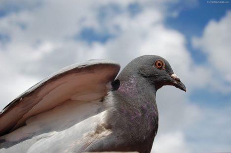 image fond ecran de pigeon