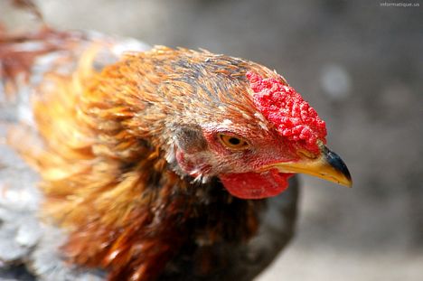 image de coq