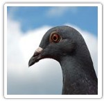 Image fond ecran pigeon