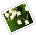 image muguet du 1er mai