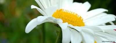 marguerite du jardin